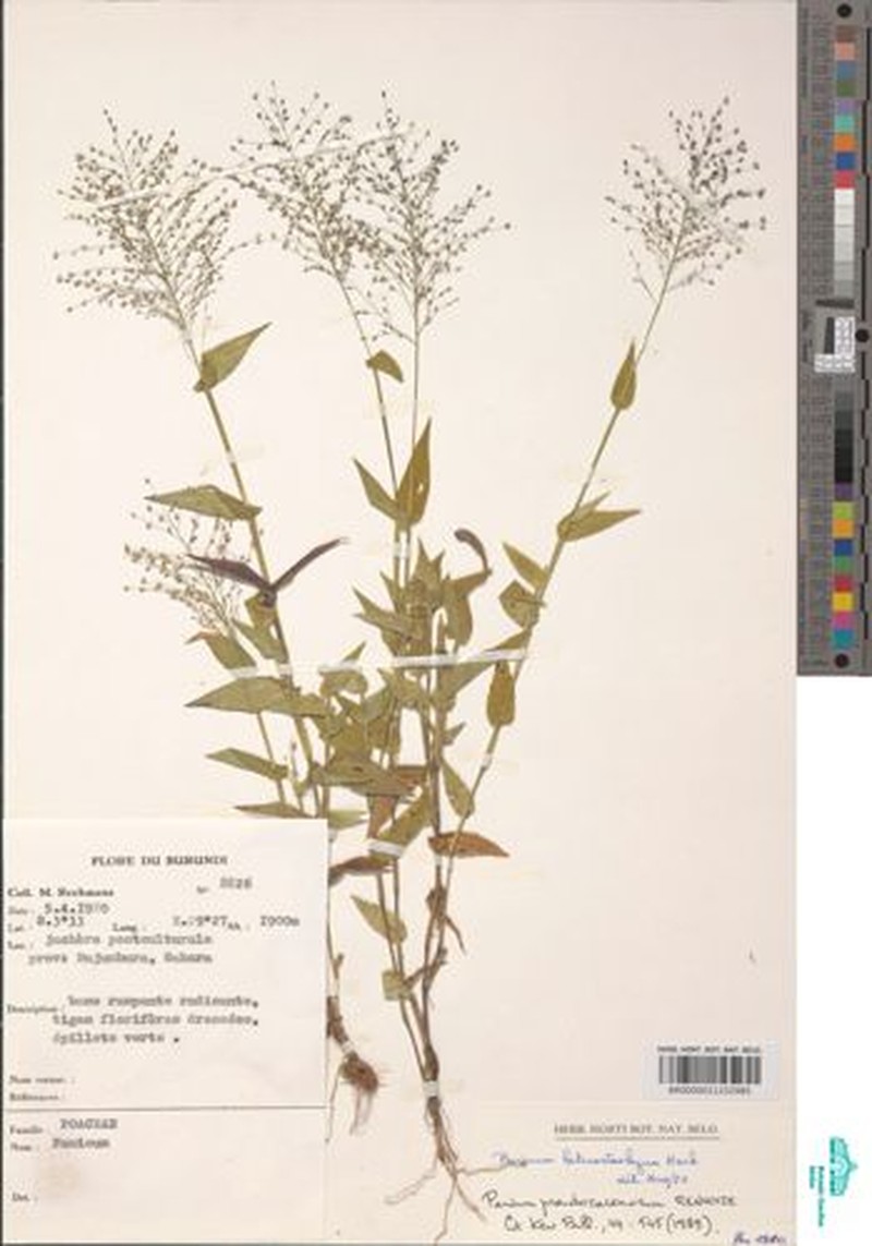 Panicum pseudoracemosum