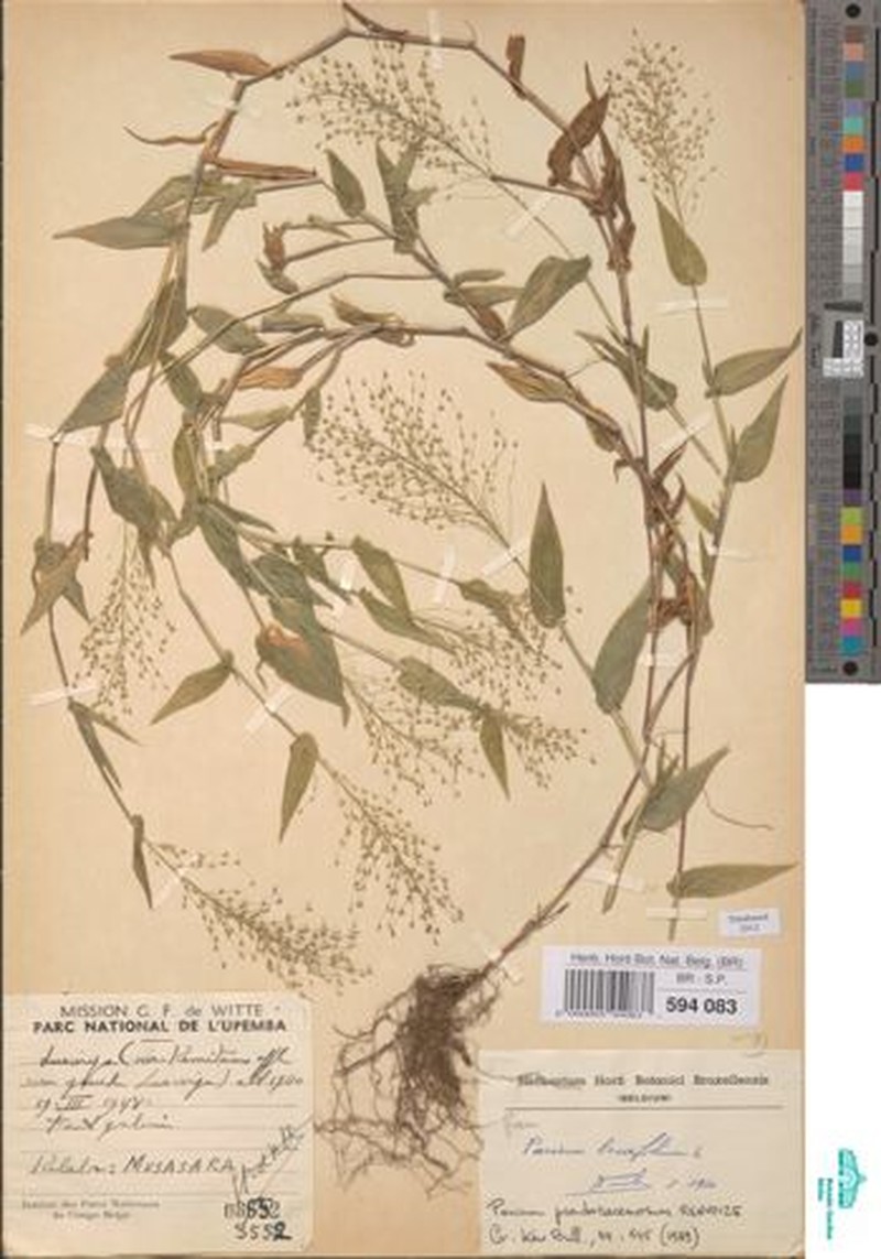 Panicum pseudoracemosum photo 2