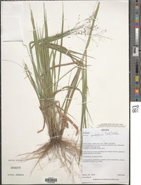 Panicum quadriglume