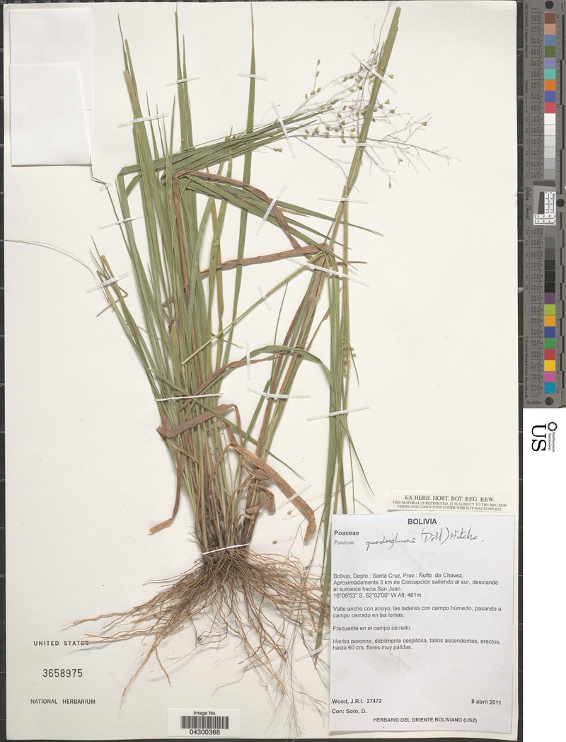 Panicum quadriglume
