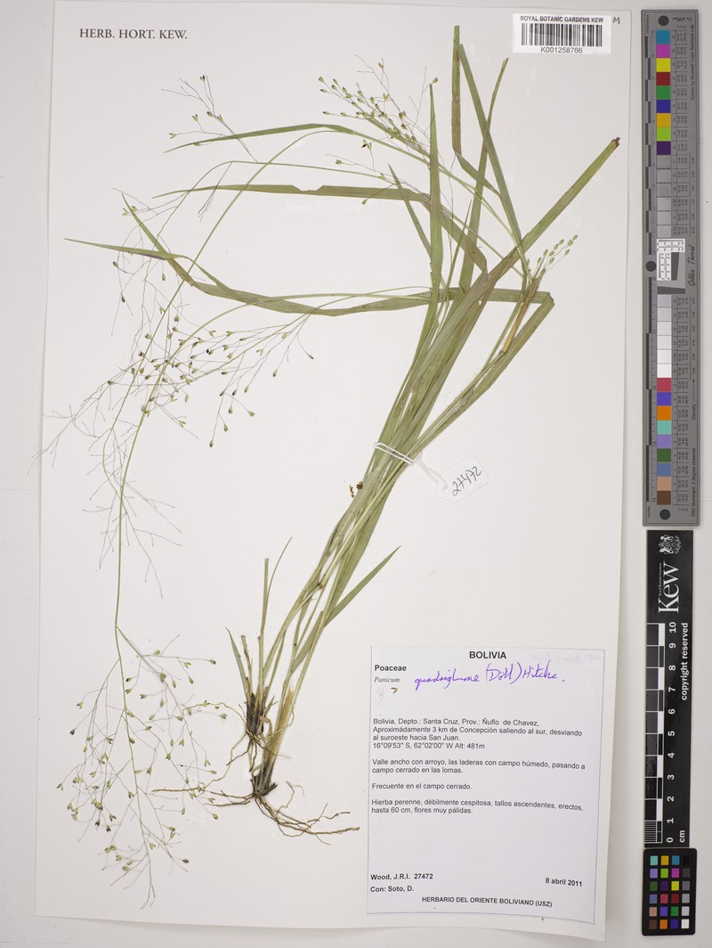 Panicum quadriglume photo 2