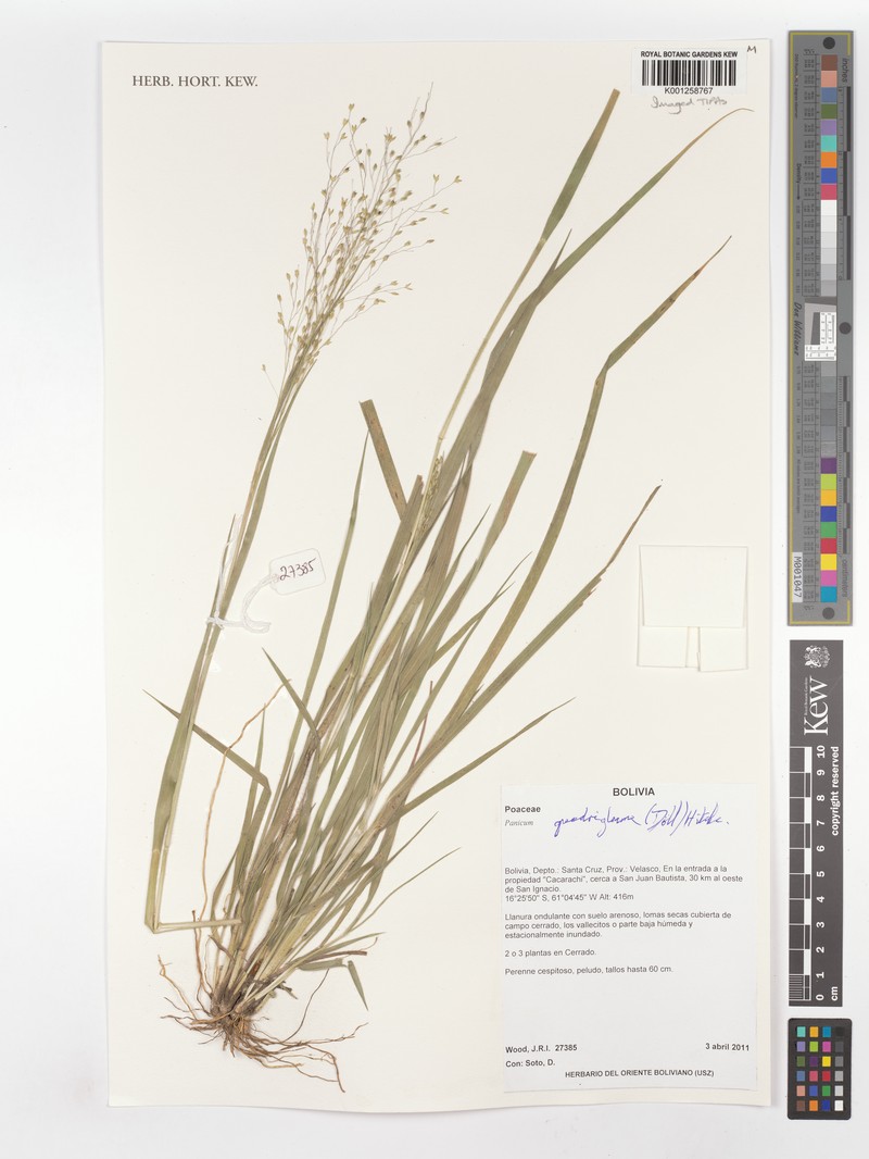 Panicum quadriglume photo 3