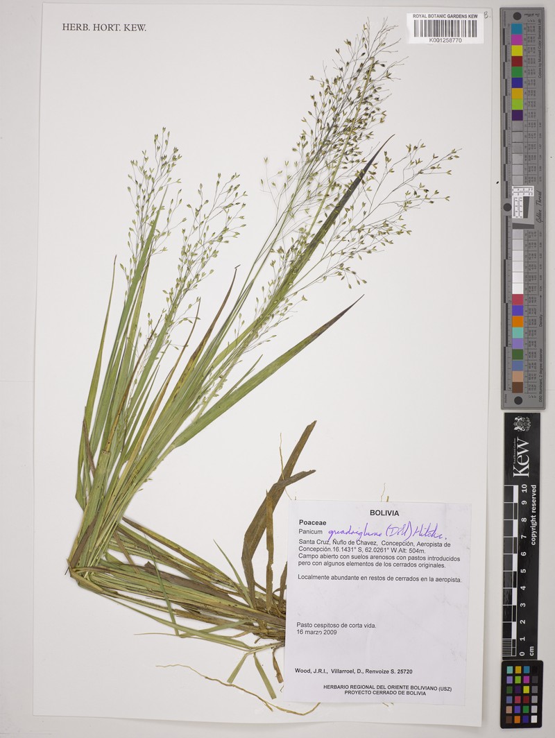 Panicum quadriglume photo 4
