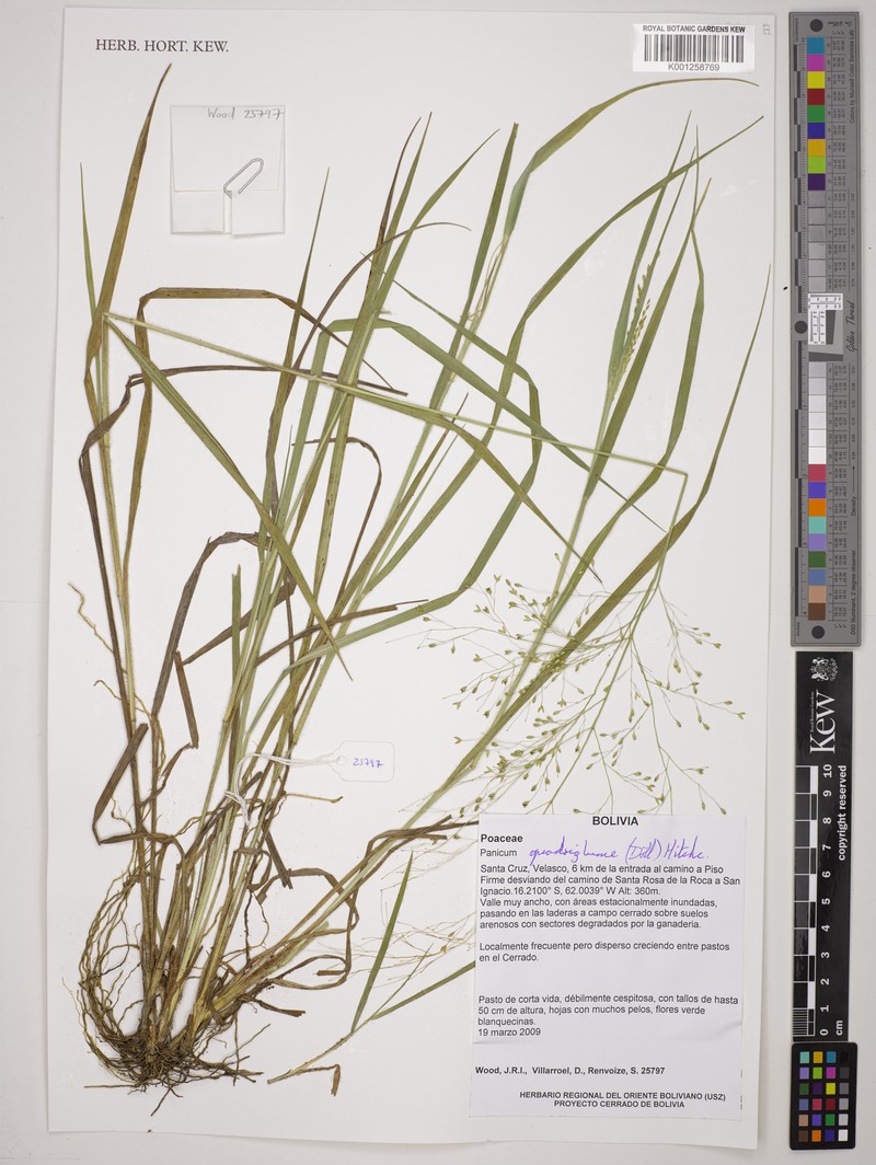 Panicum quadriglume photo 5