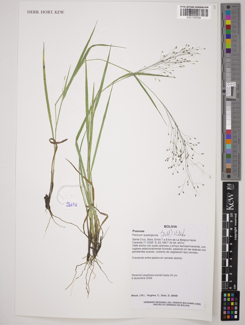 Panicum quadriglume photo 6