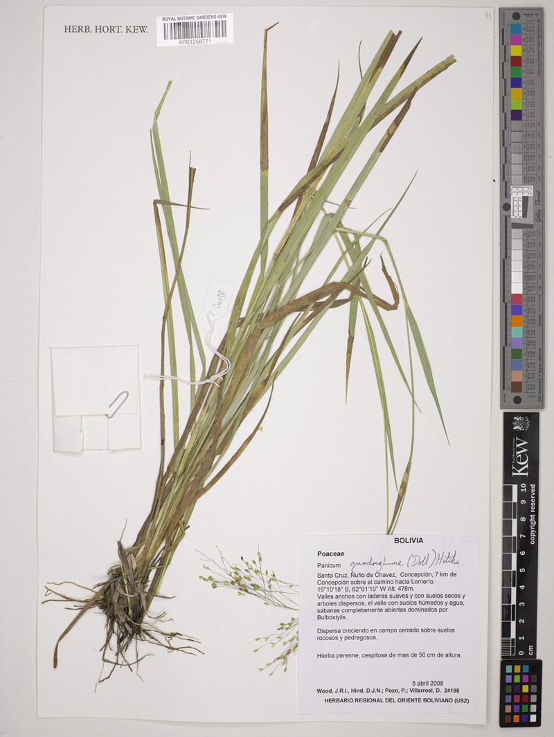 Panicum quadriglume photo 7