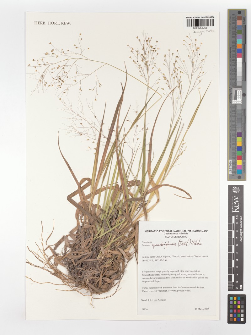 Panicum quadriglume photo 8