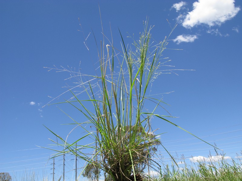 Panicum queenslandicum