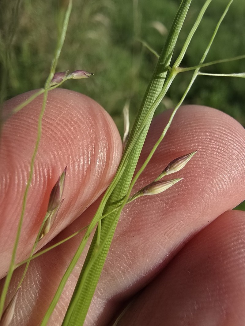 Panicum queenslandicum photo 2