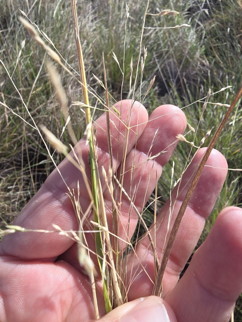 Panicum queenslandicum photo 3