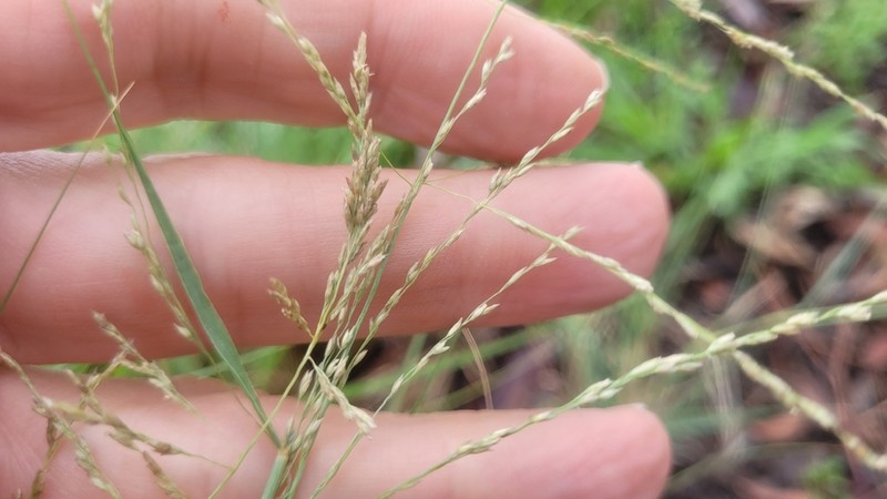 Panicum queenslandicum photo 4