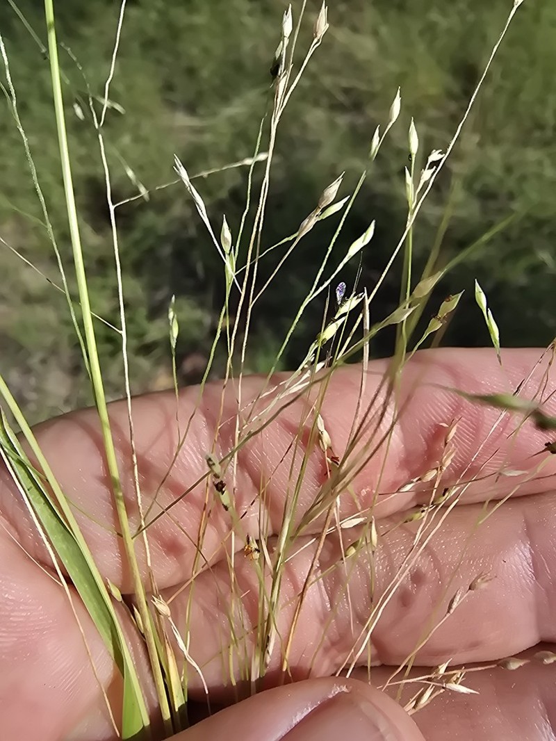 Panicum queenslandicum photo 5