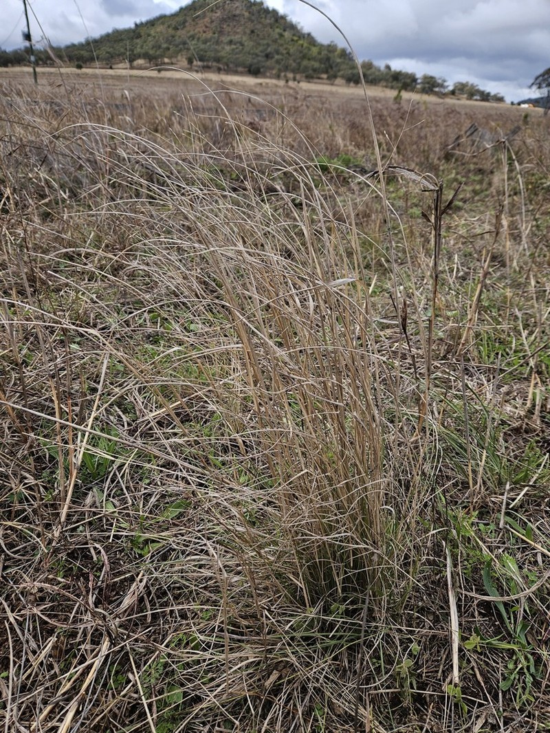 Panicum queenslandicum photo 6