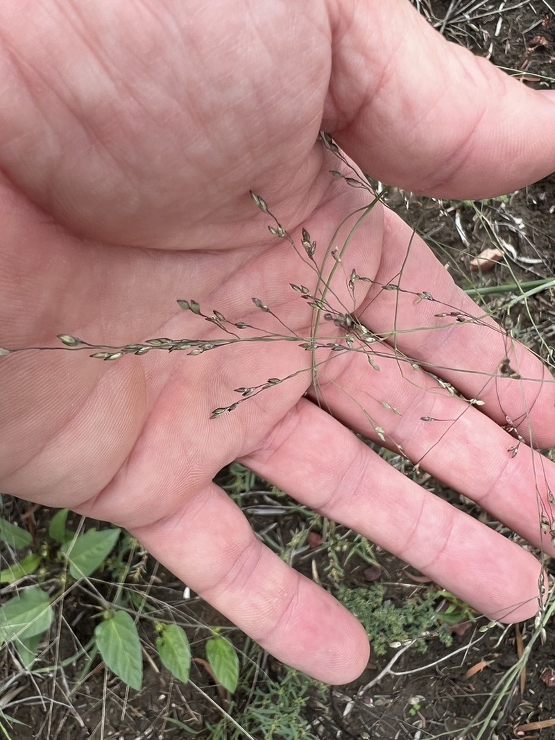Panicum queenslandicum photo 7