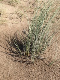Panicum racemosum