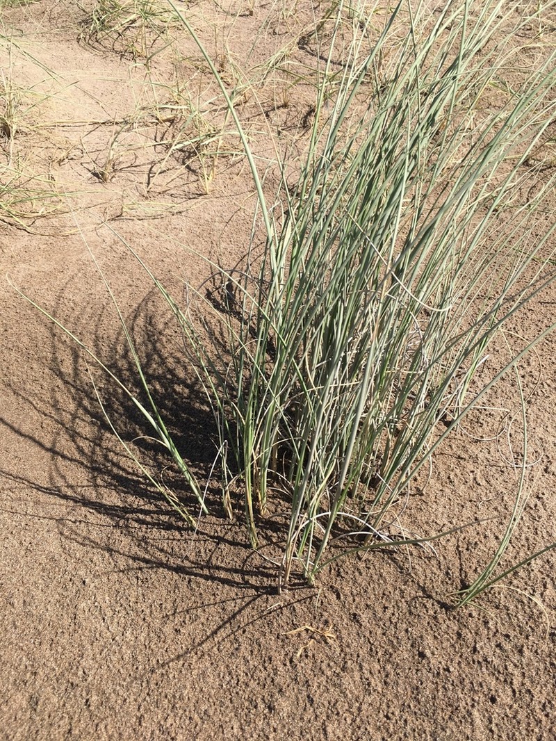 Panicum racemosum