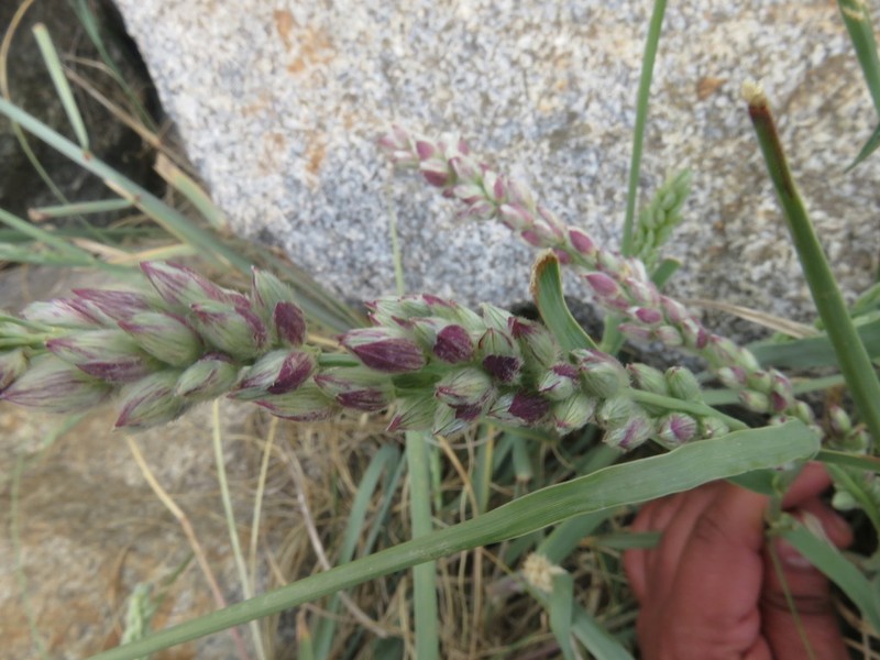 Panicum racemosum photo 2
