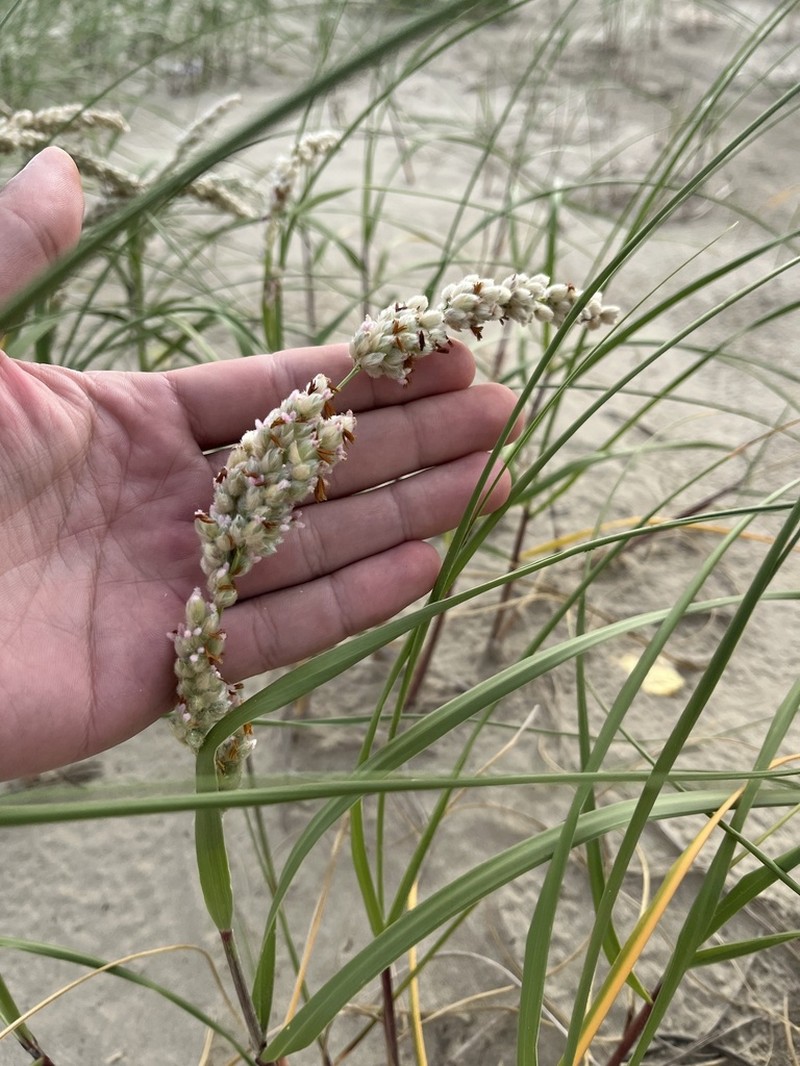 Panicum racemosum photo 3
