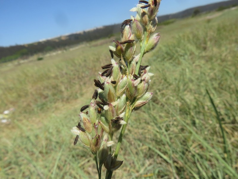 Panicum racemosum photo 4