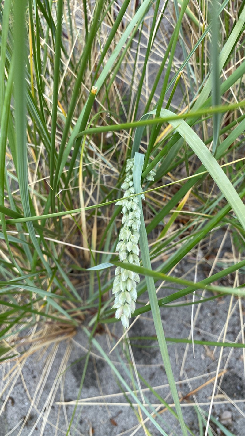 Panicum racemosum photo 5