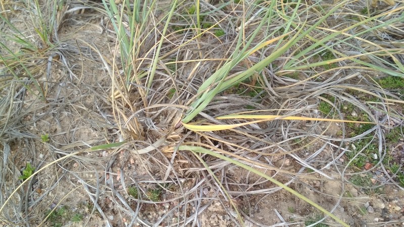 Panicum racemosum photo 6