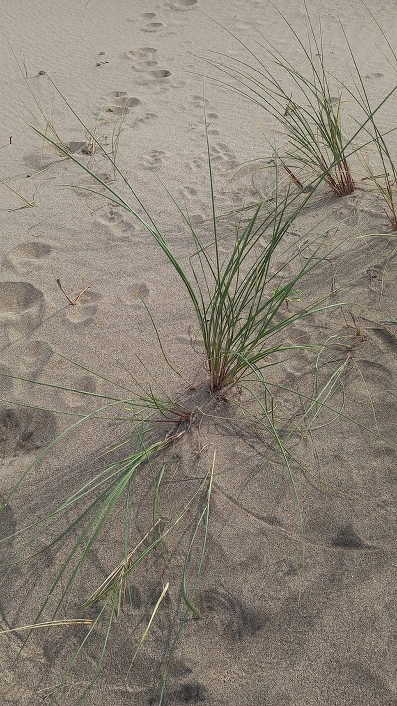 Panicum racemosum photo 7