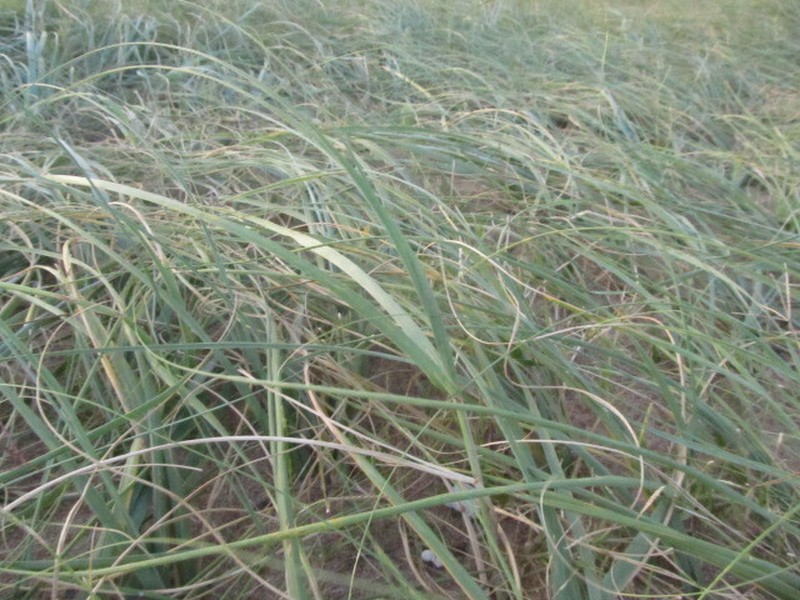 Panicum racemosum photo 8