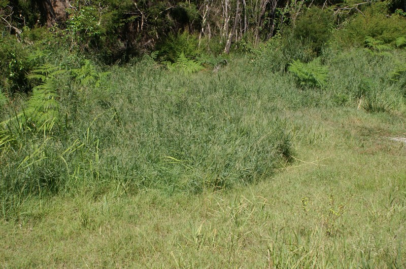 Torpedo Grass photo 2