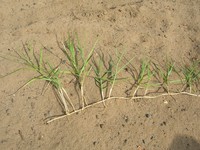 Torpedo Grass