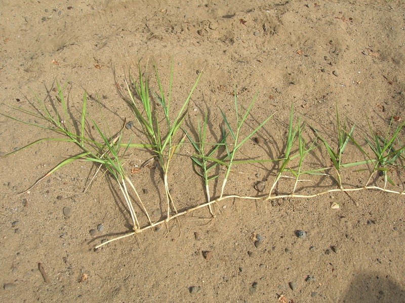 Torpedo Grass