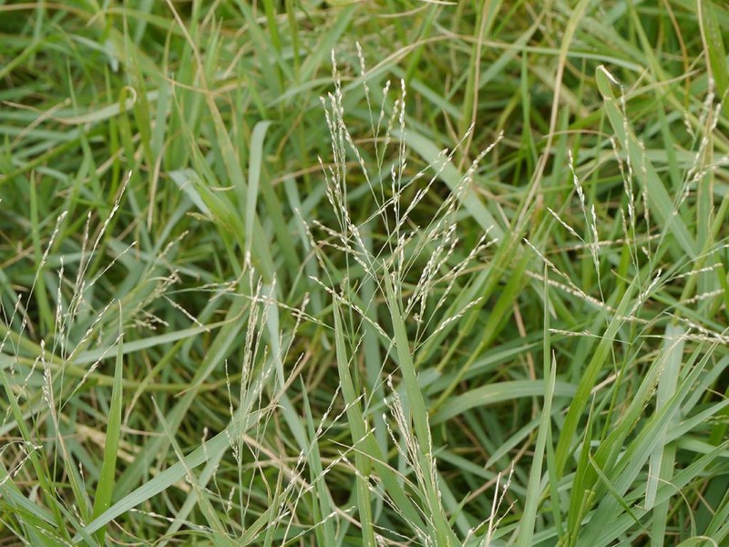 Torpedo Grass photo 3