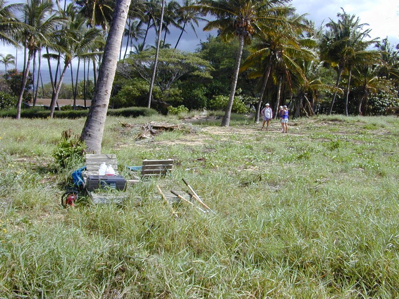 Torpedo Grass photo 4