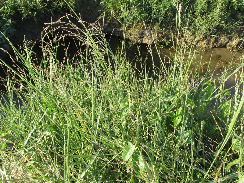 Torpedo Grass photo 4