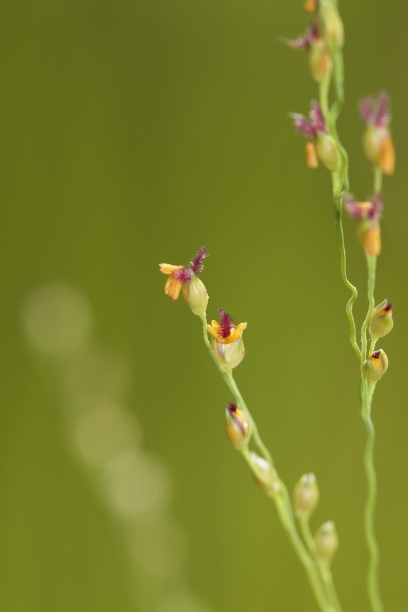 Torpedo Grass photo 5