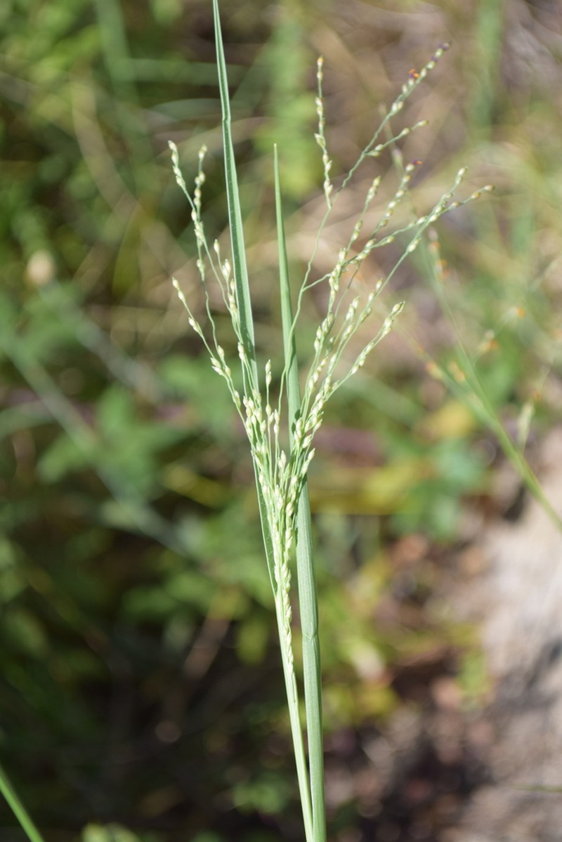 Torpedo Grass photo 6