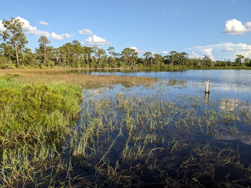 Torpedo Grass photo 7