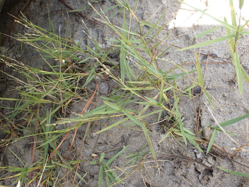 Torpedo Grass photo 8