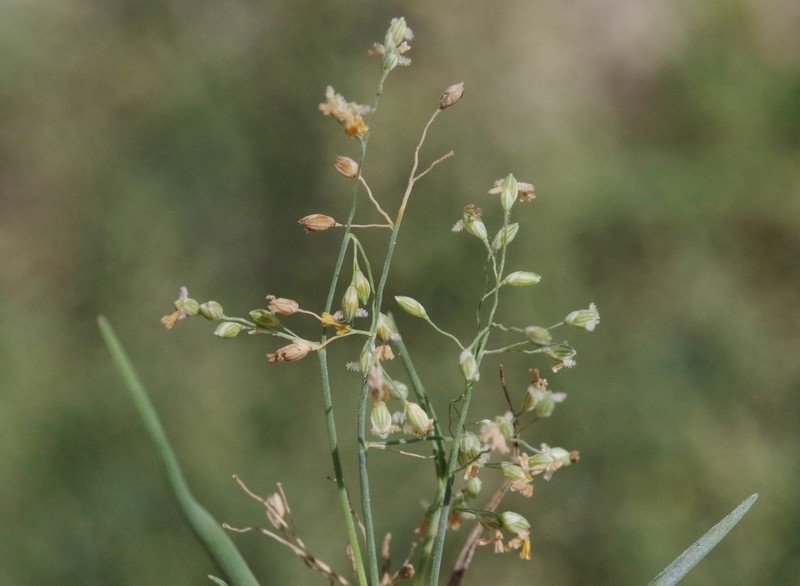 Panicum rigidum