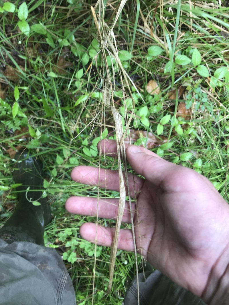 Panicum rigidum photo 2