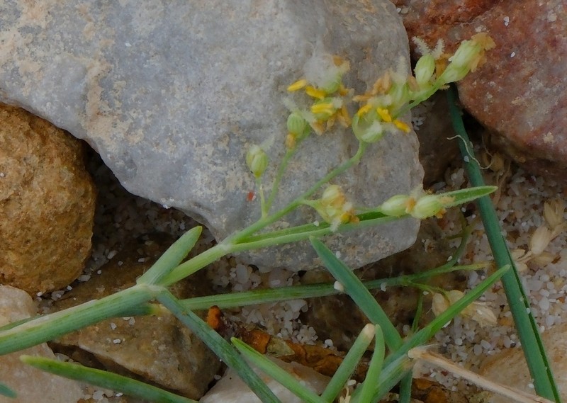 Panicum rigidum photo 3