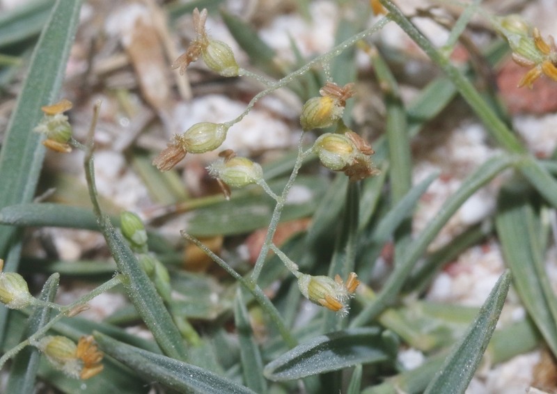 Panicum rigidum photo 4