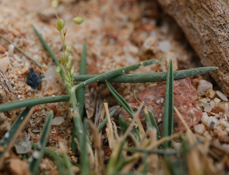 Panicum rigidum photo 5