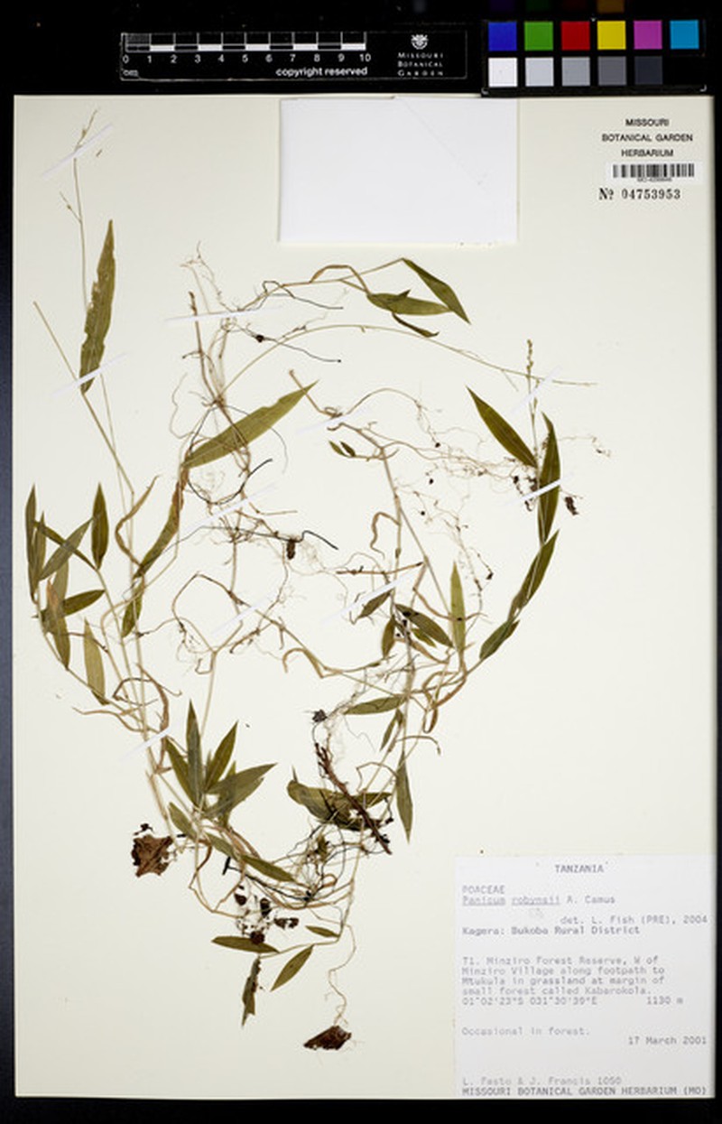 Panicum robynsii
