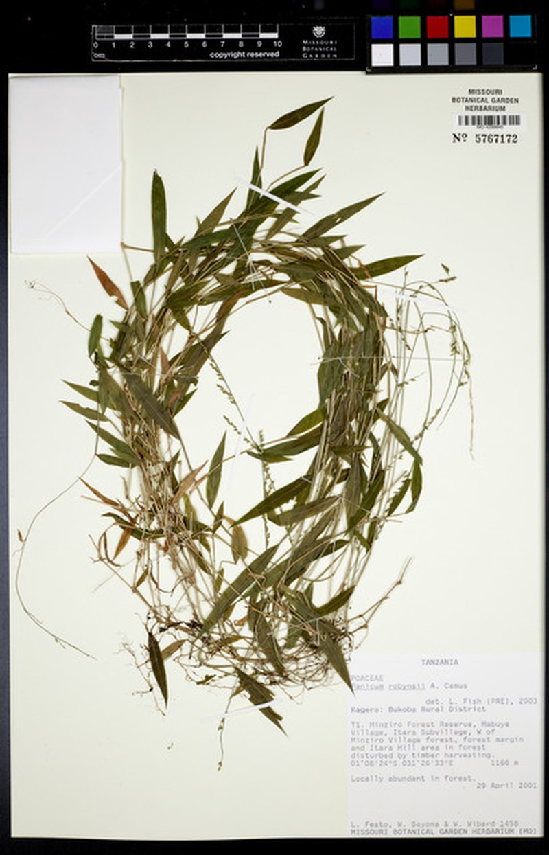 Panicum robynsii photo 2
