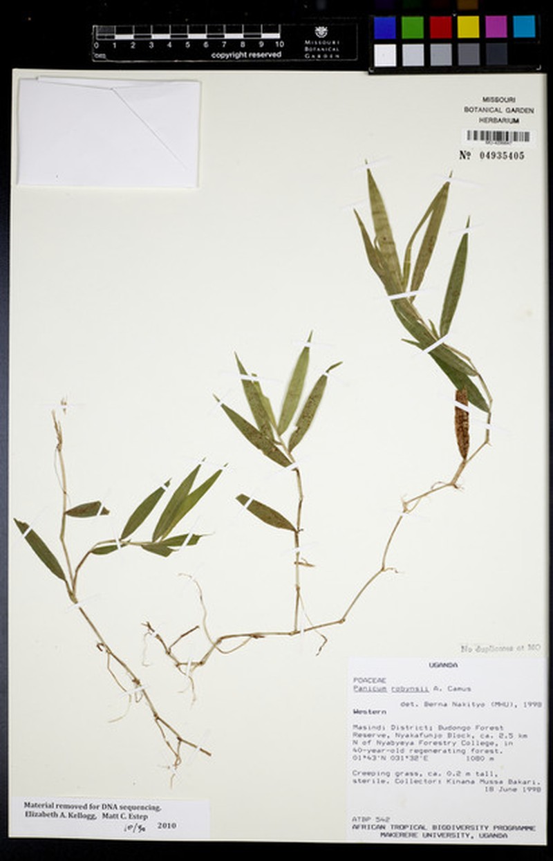 Panicum robynsii photo 3