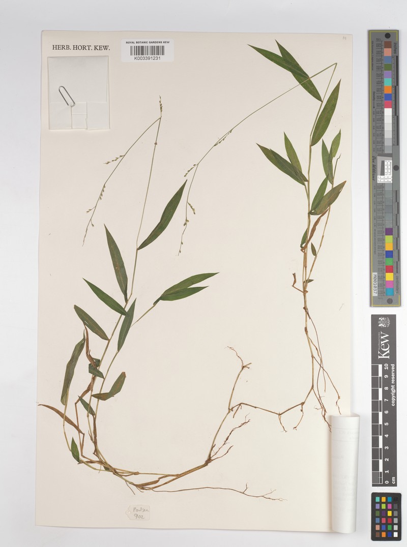 Panicum robynsii photo 4