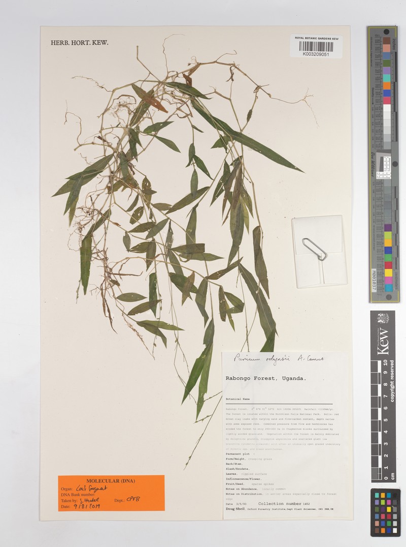 Panicum robynsii photo 5