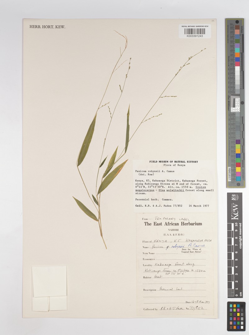 Panicum robynsii photo 6