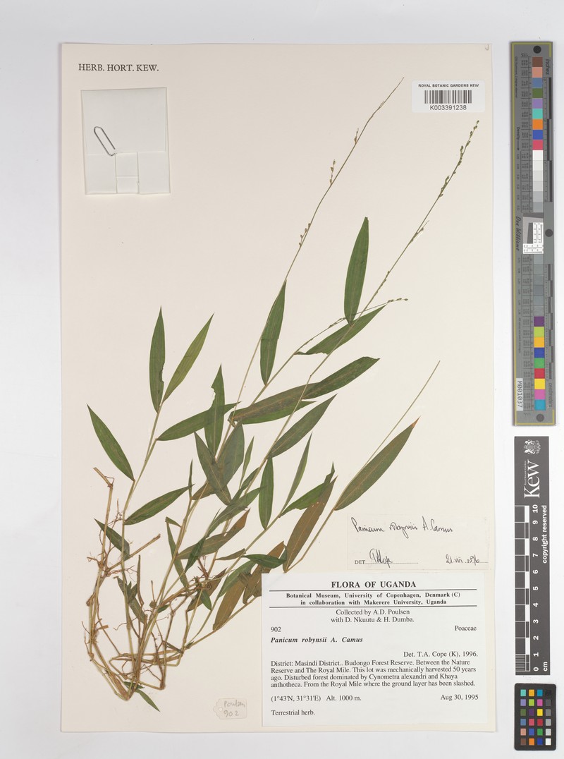 Panicum robynsii photo 8