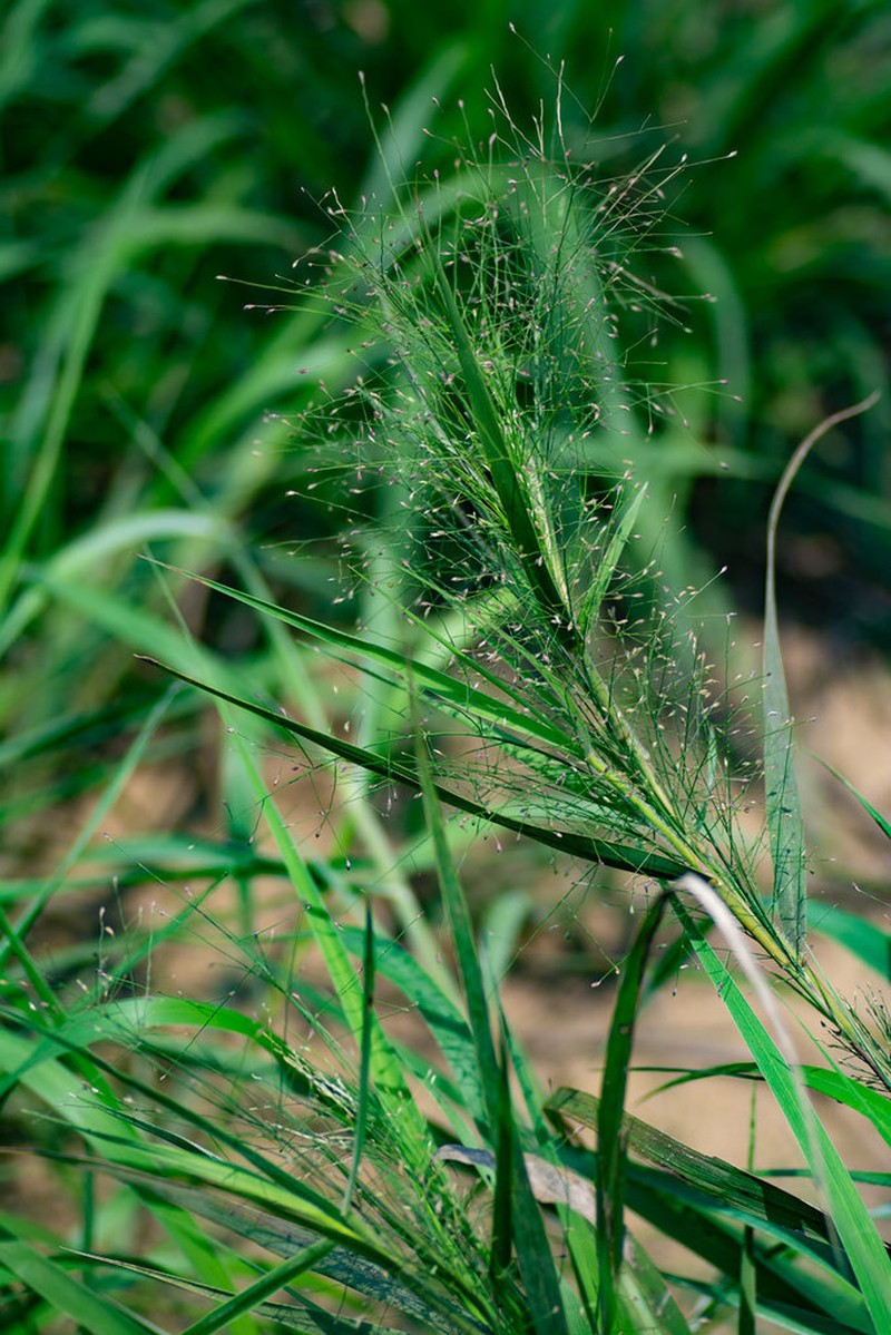 Panicum rudgei